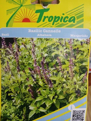 Basil (Thai Basil)