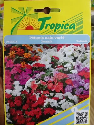 Petunia Flower Seeds
