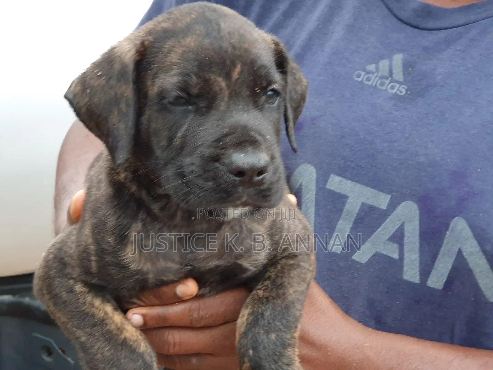 1-3 months Female Purebred Boerboel
