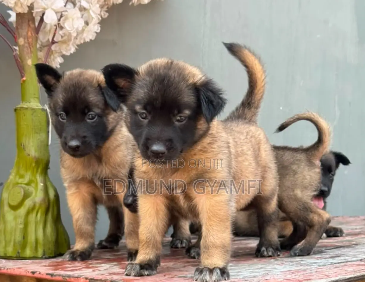 1-3 months Female Purebred Belgian Malinois