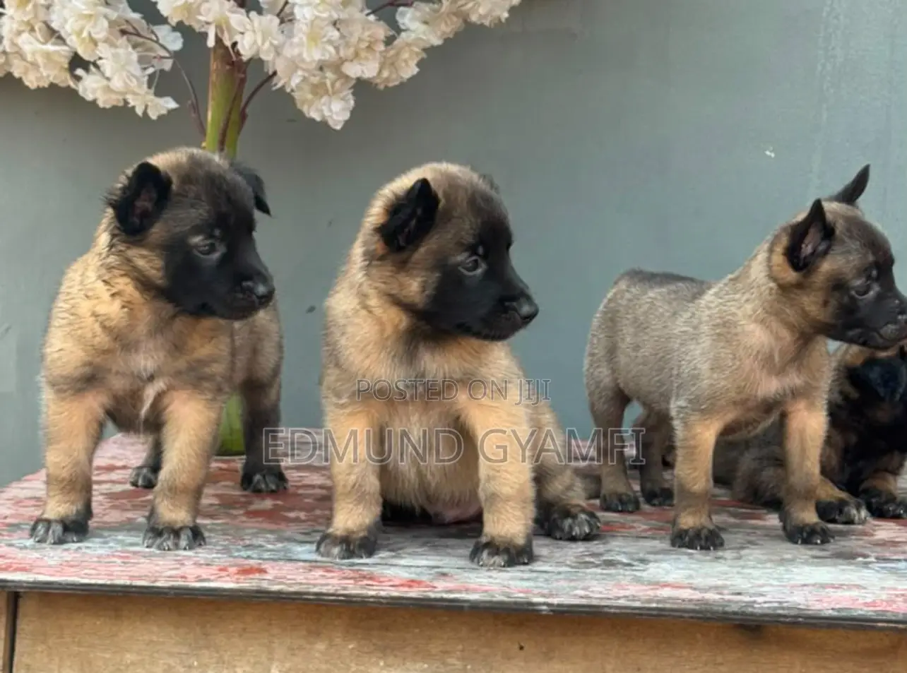 1-3 months Female Purebred Belgian Malinois