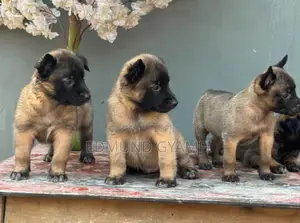 1-3 months Female Purebred Belgian Malinois