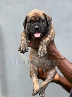 1-3 months Male Purebred Boerboel