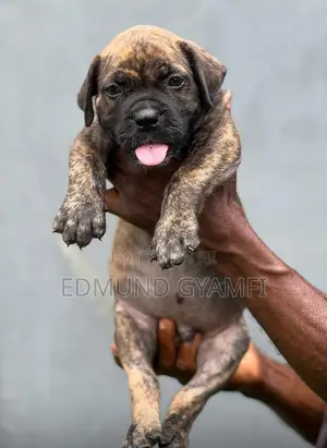 1-3 months Male Purebred Boerboel