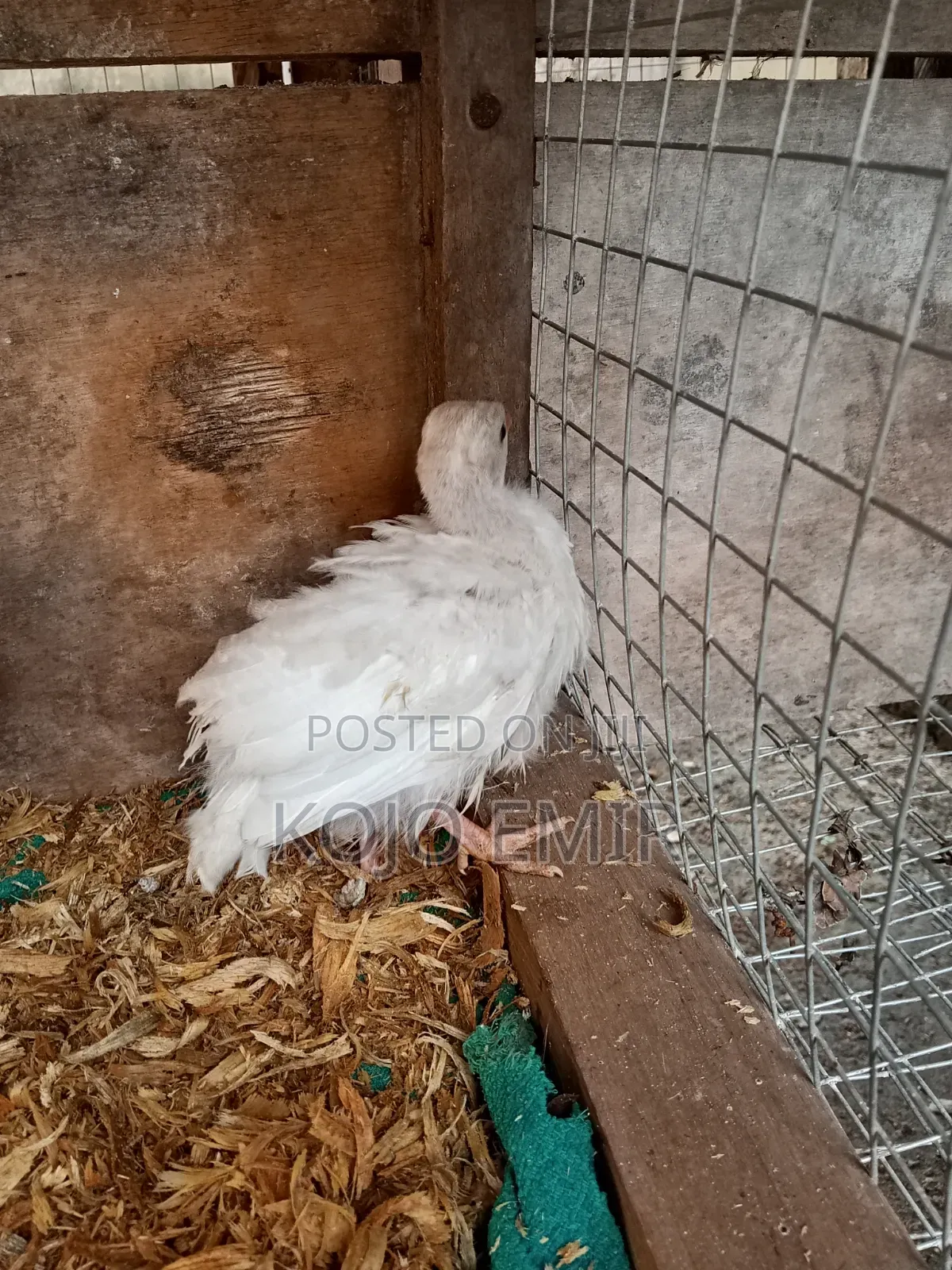 Foreign Guinea Fowl Keets