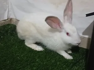White Foreign Rabbit