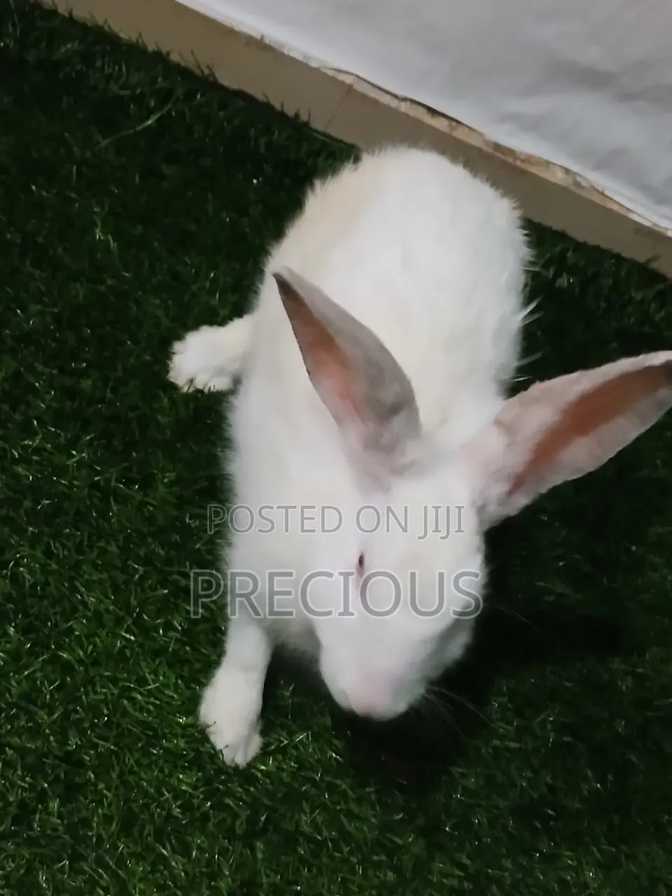 White Foreign Rabbit