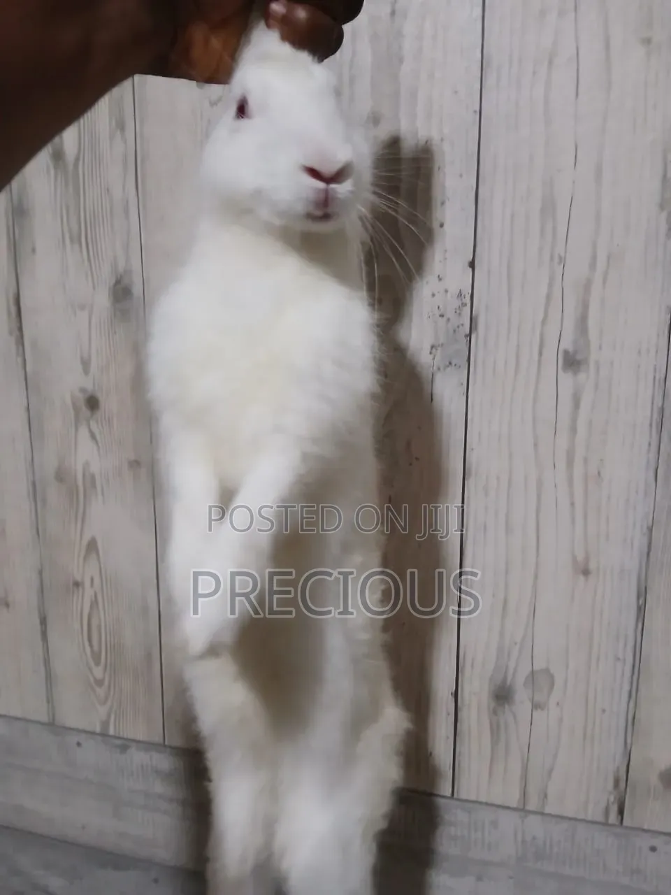 White Foreign Rabbit