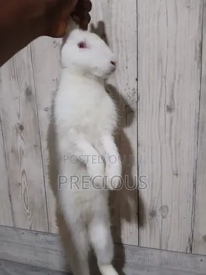 White Foreign Rabbit