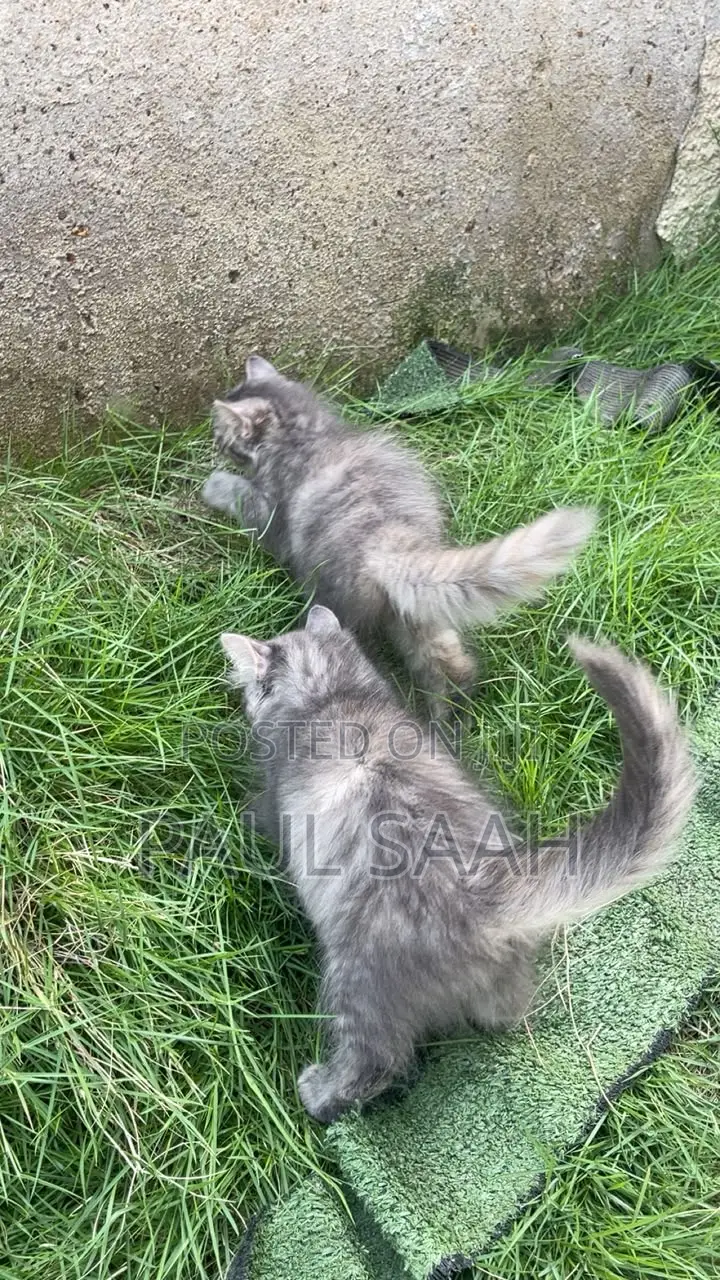 1-3 months Male Purebred Persian