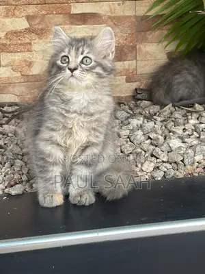 1-3 months Male Purebred Persian