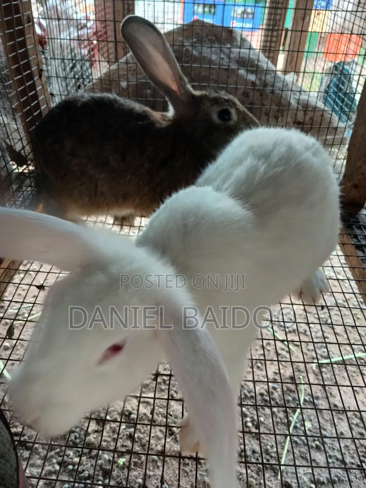 Healthy Rabbit for Sale