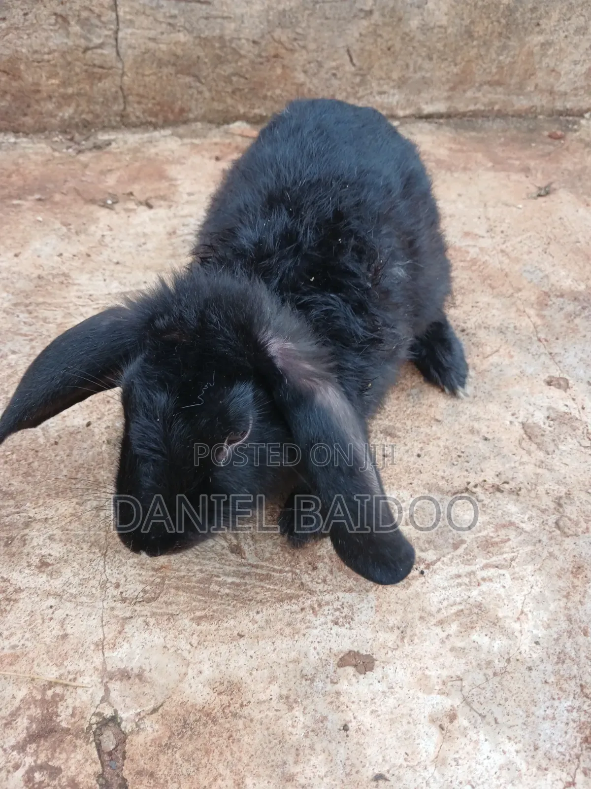 Healthy Rabbit for Sale