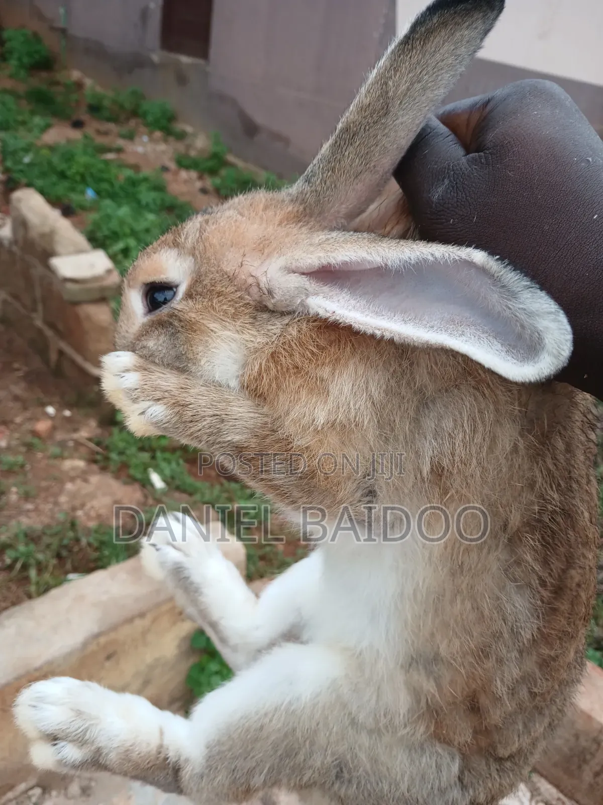 Healthy Rabbit for Sale