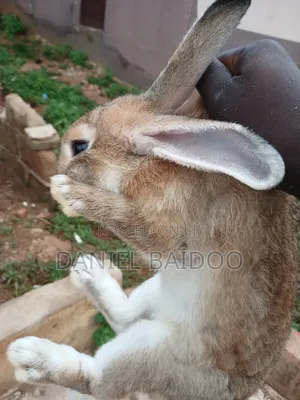Healthy Rabbit for Sale