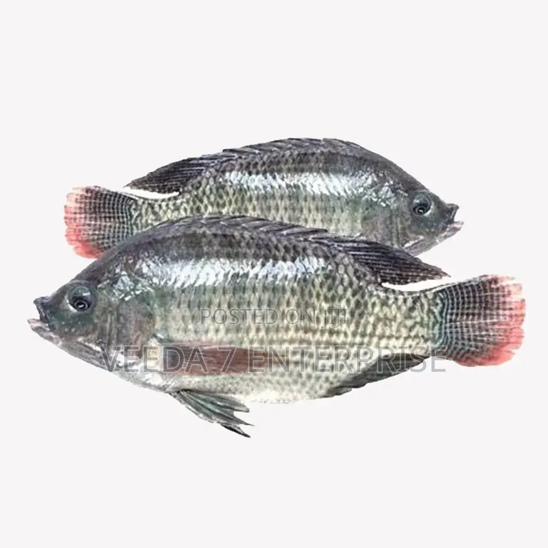 Fresh and Frozen Fishes