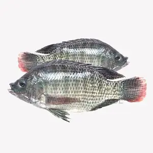 Fresh and Frozen Fishes