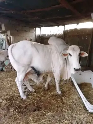 Healthy Gudali Cows