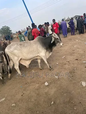 Healthy Gudali Cows