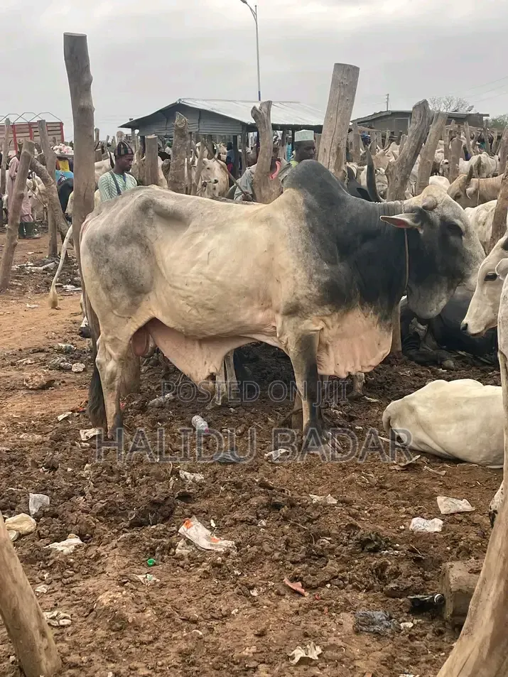 Healthy Gudali Cows