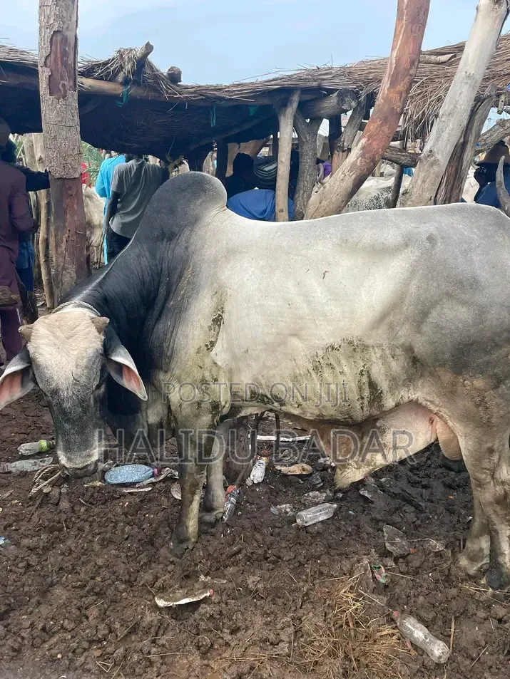 Healthy Gudali Cows