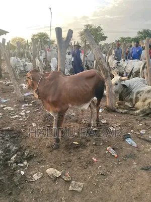 Healthy and Strong Gudali