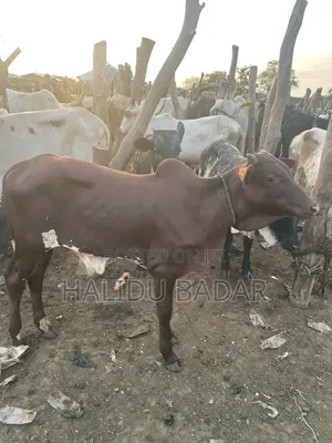Healthy and Strong Gudali