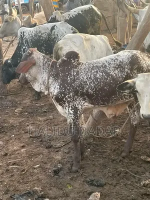 Healthy Gudali