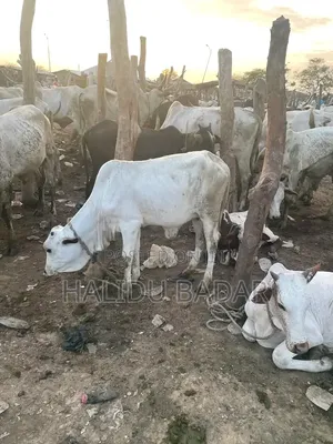 Healthy Gudali