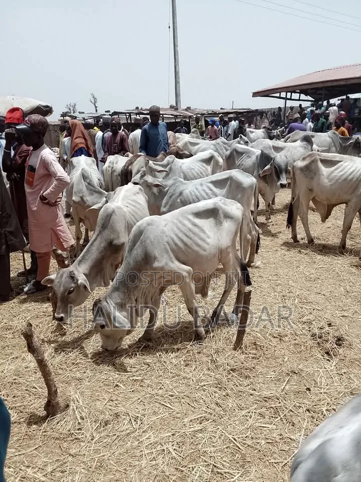 Strong Gudali Cows