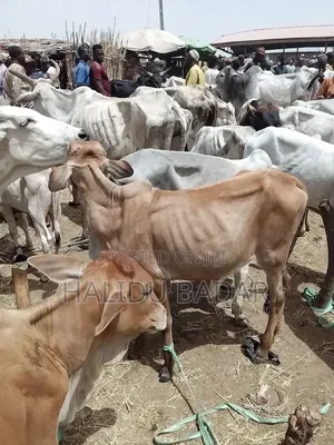 Strong Gudali Cows