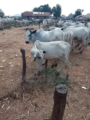 Strong Gudali Cows