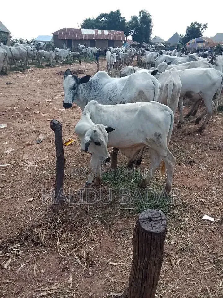 Strong Gudali Cows