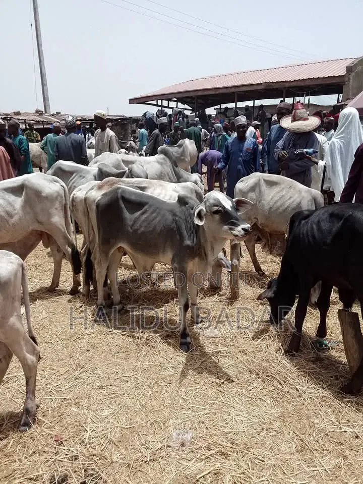 Strong Gudali Cows