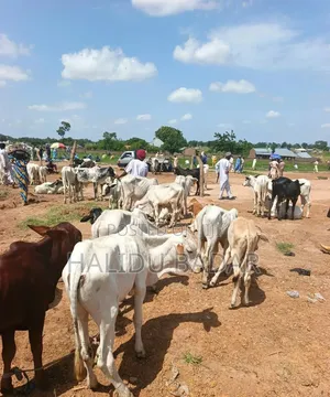Strong Gudali Cows