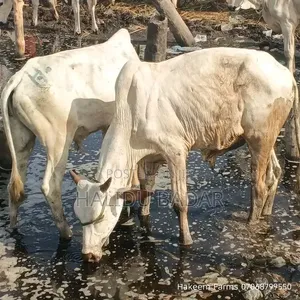 Healthy Cows