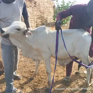 Healthy Cows
