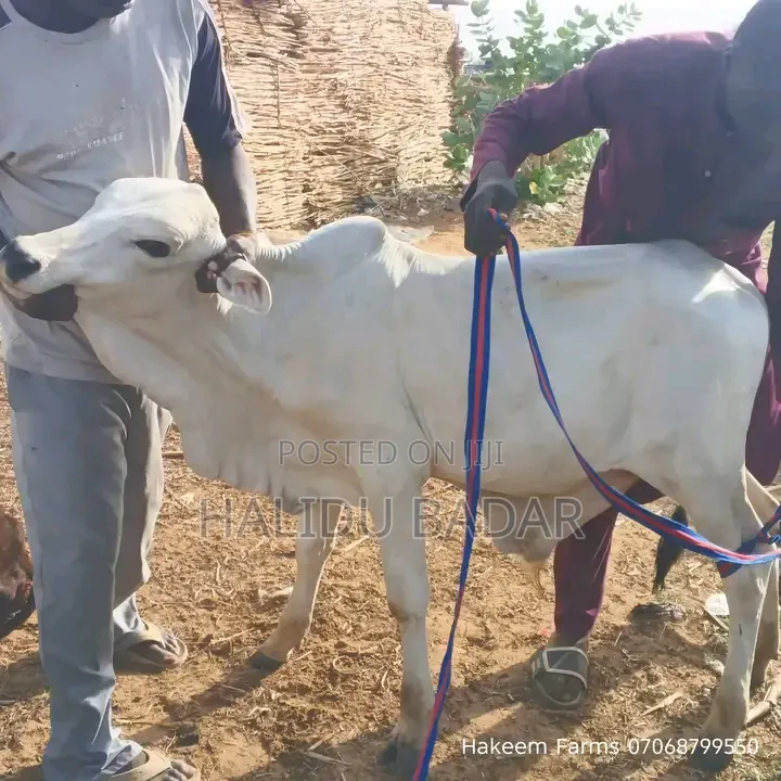 Healthy Cows