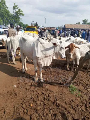 Healthy Cows