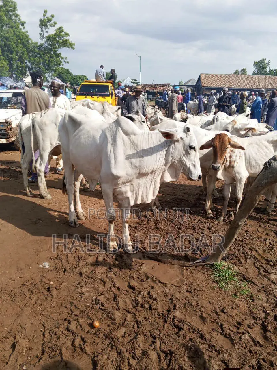 Healthy Cows
