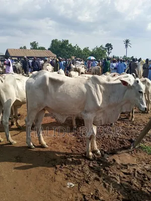 Healthy Cows