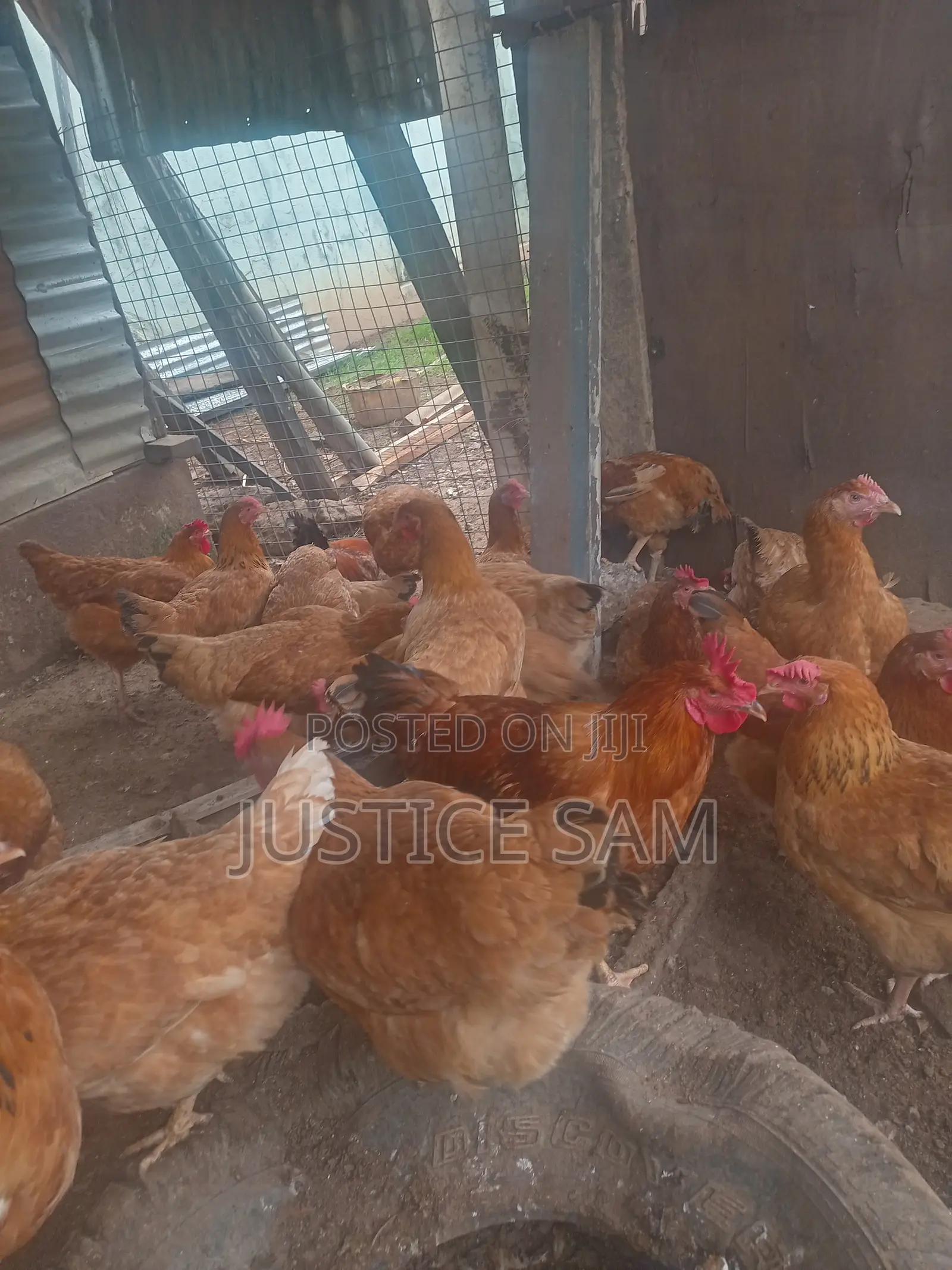 Matured Sasso Birds for Sale.