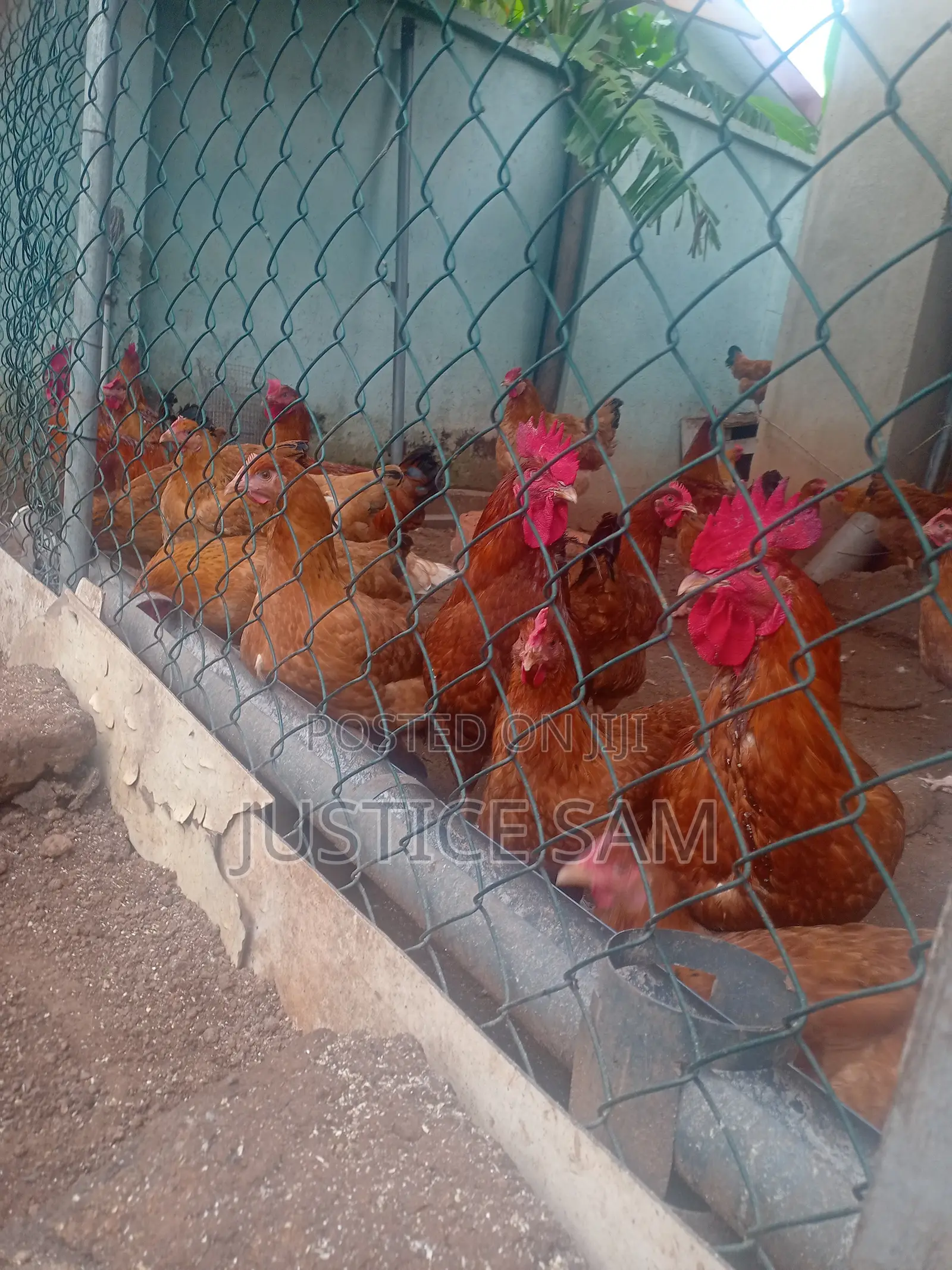 Matured Sasso Birds for Sale.