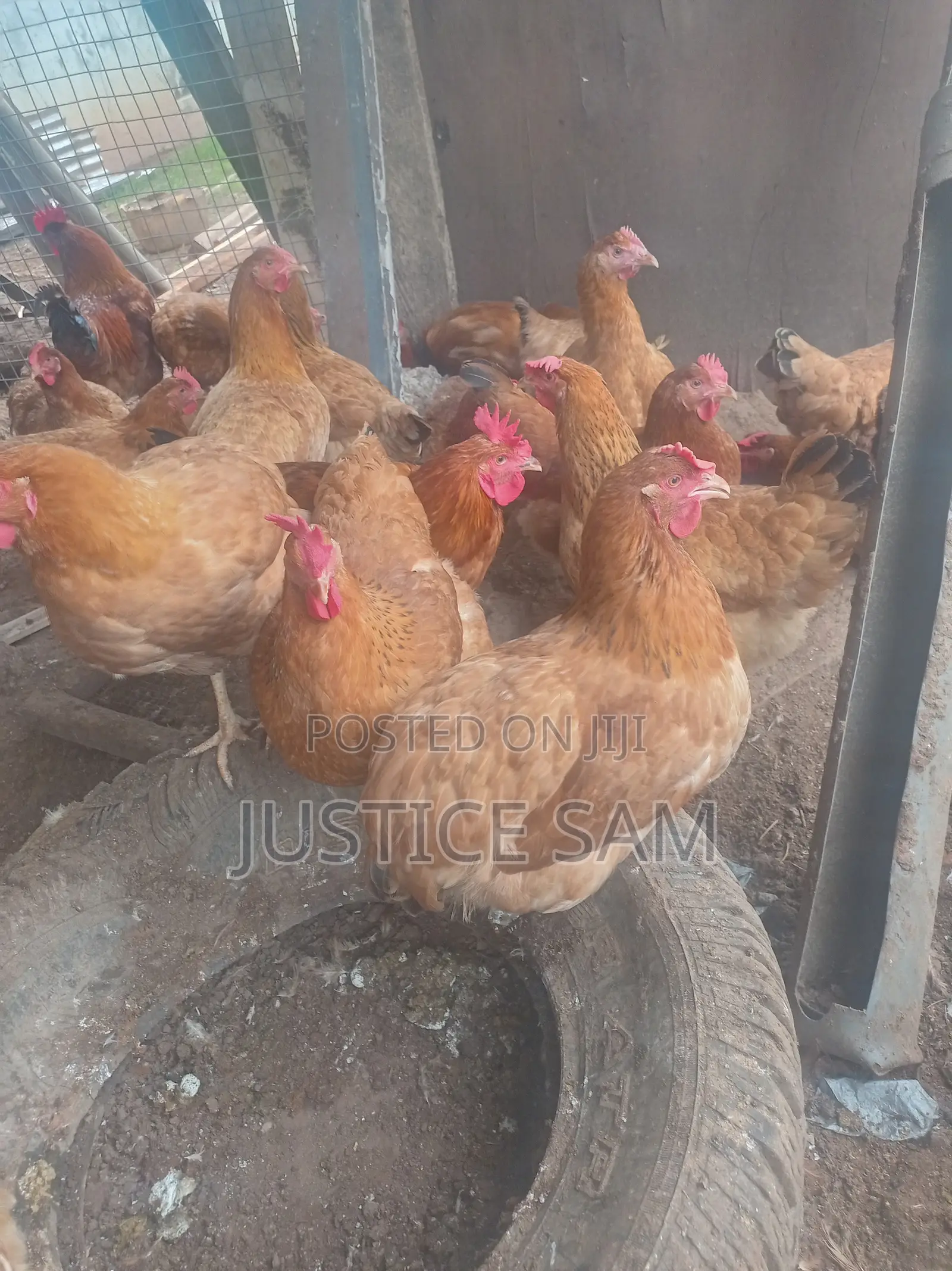 Matured Sasso Birds for Sale.