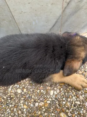 1-3 months Male Purebred German Shepherd