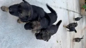 1-3 months Female Purebred German Shepherd