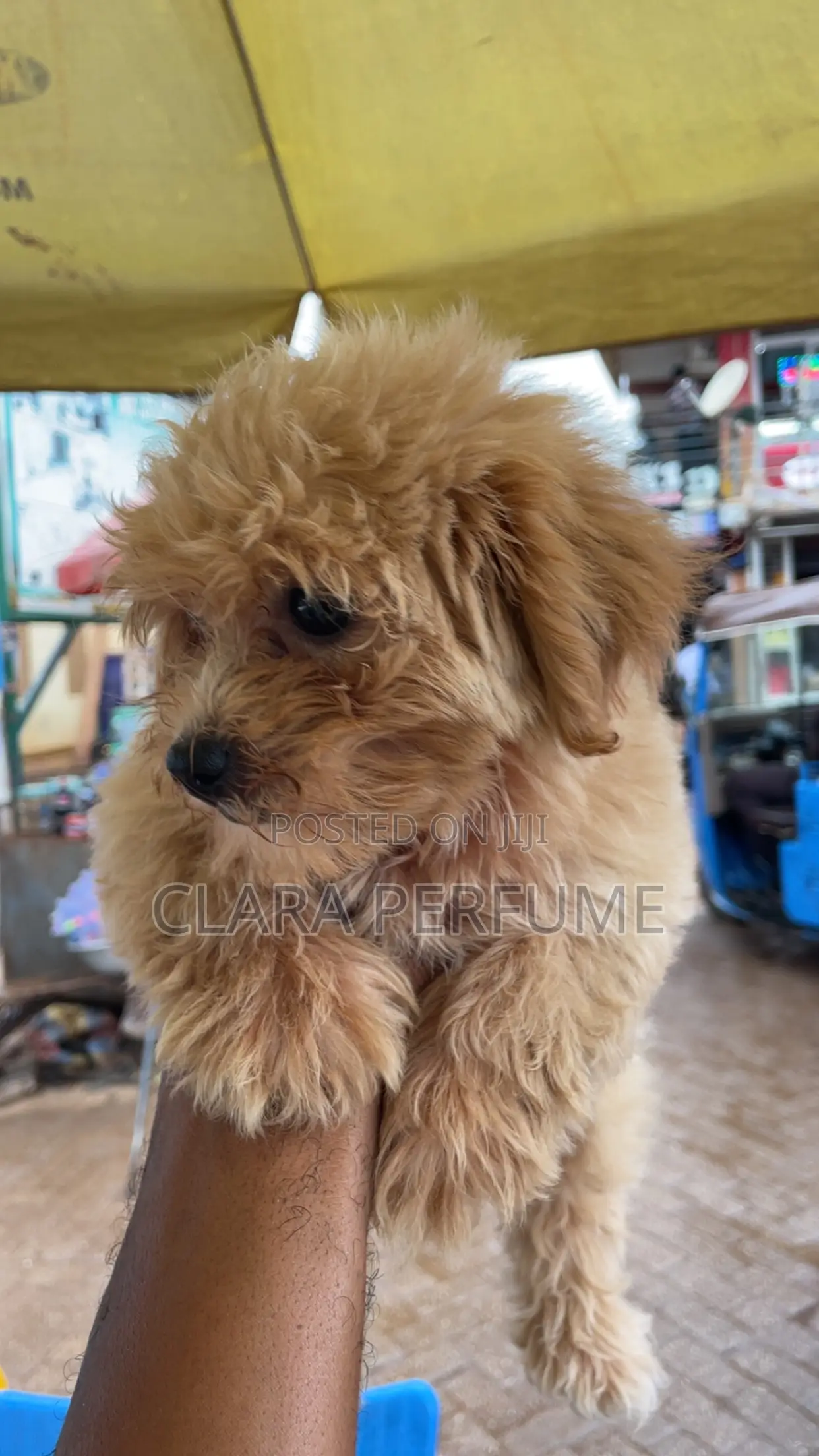 1-3 months Female Purebred Maltese