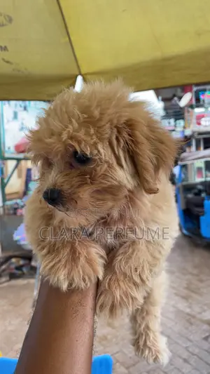 1-3 months Female Purebred Maltese