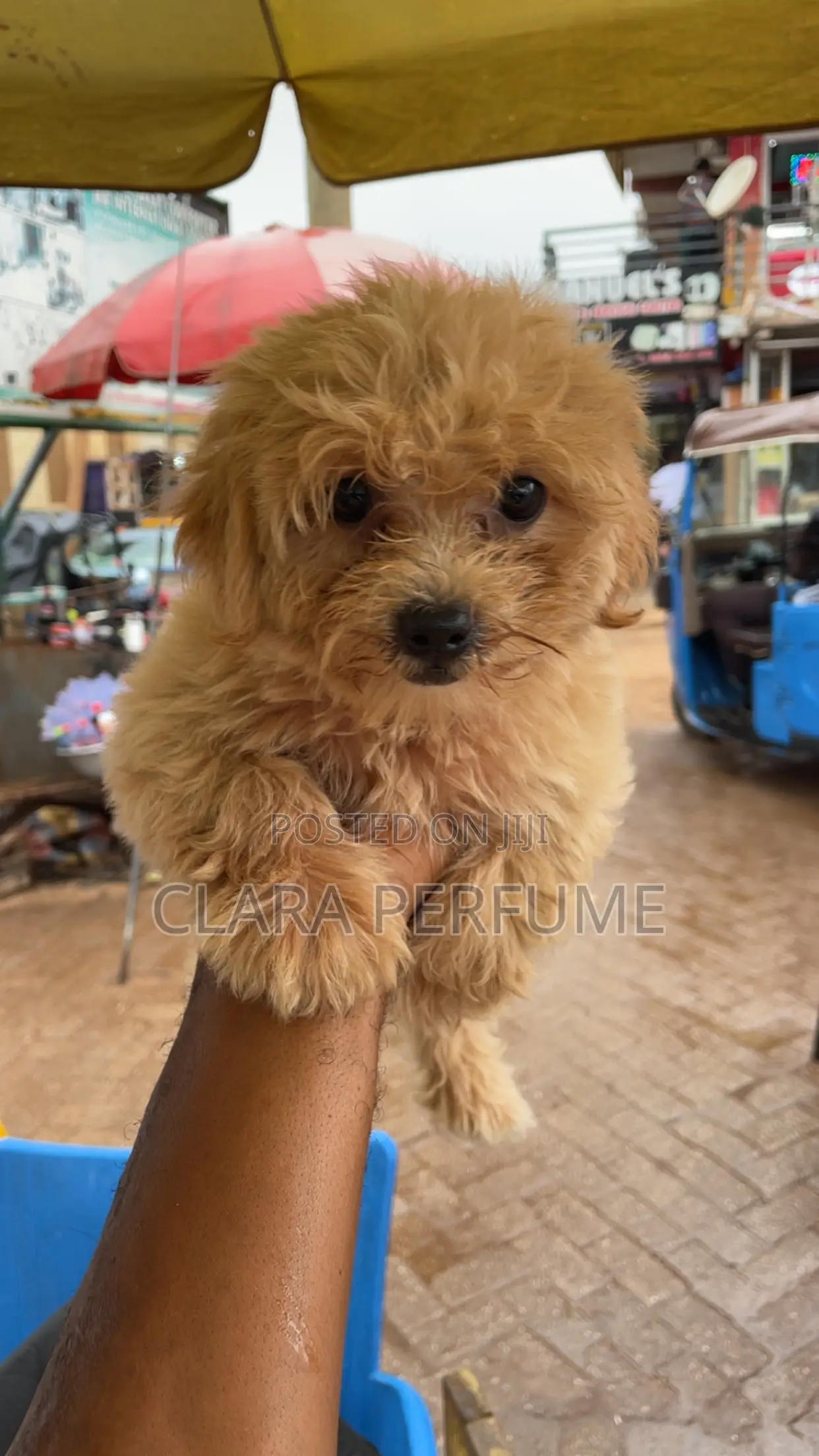 1-3 months Female Purebred Maltese