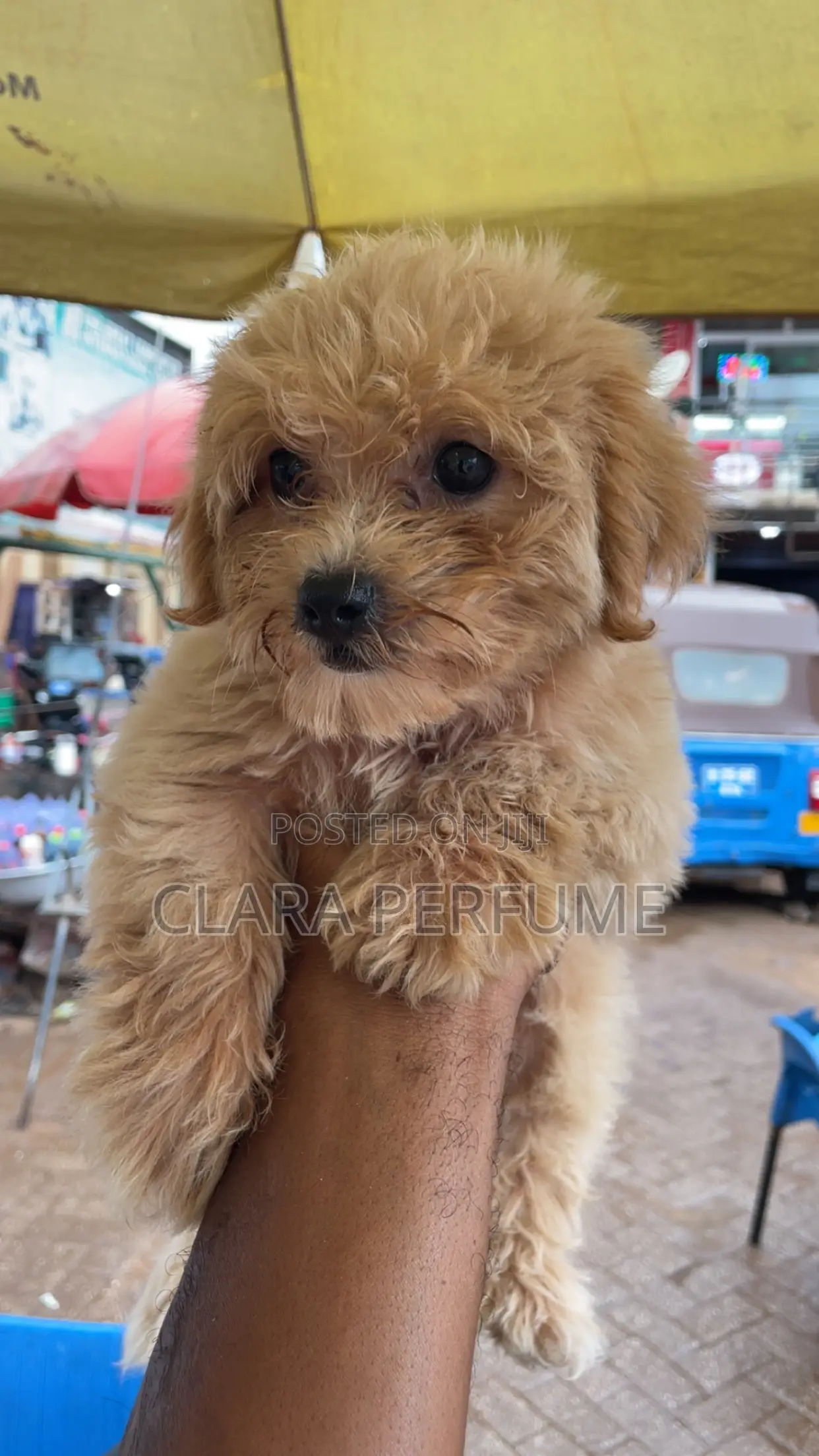 1-3 months Female Purebred Maltese